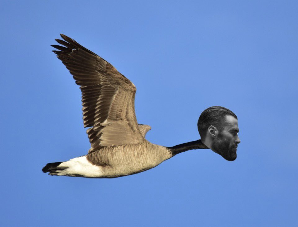 flying gigachad goose