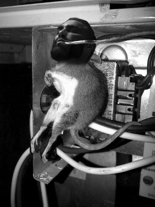 gigachad rat electrical wiring smoking