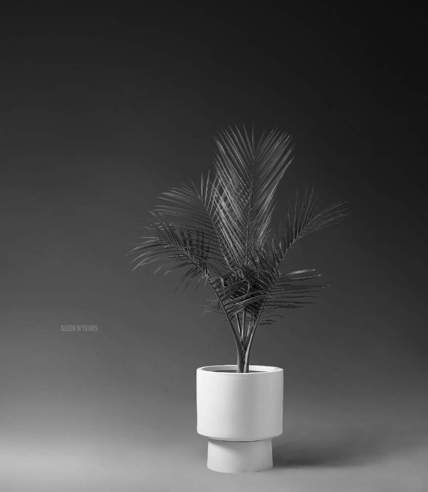 gigachad pot plant palm